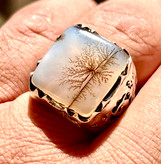 خرید شجر تک درخت قاینات