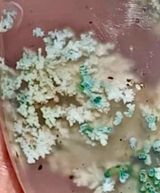 سنگ شجر معدنی و طبیعی گل بهاره از معادن فردوس خراسان
